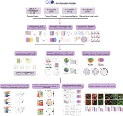 Intercellular communication involving macrophages at the maternal-fetal interface may be a pivotal mechanism of URSA: a novel discovery from transcriptomic data